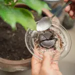 What Plants Don't Like Coffee Grounds? Adding coffee grounds to a plant in a pot.