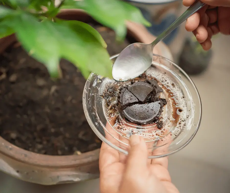 What Plants Don't Like Coffee Grounds? Adding coffee grounds to a plant in a pot.